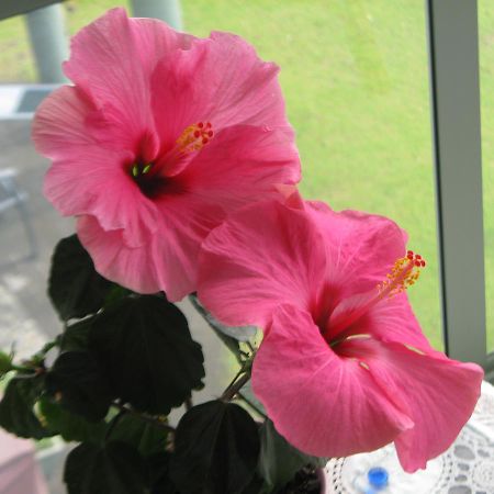 Hibiscus Bed & Breakfast Waihi Exteriör bild