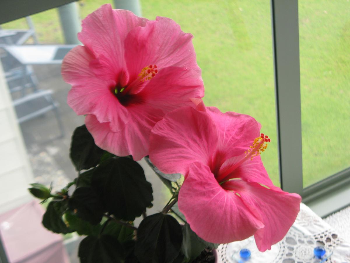 Hibiscus Bed & Breakfast Waihi Exteriör bild