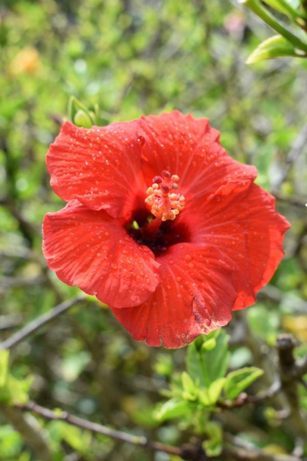 Hibiscus Bed & Breakfast Waihi Exteriör bild